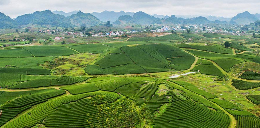 moc-chau-sverni-vietnam-NepustilTea.cz-OchutnejCaj.cz-DegustaceCaju.cz